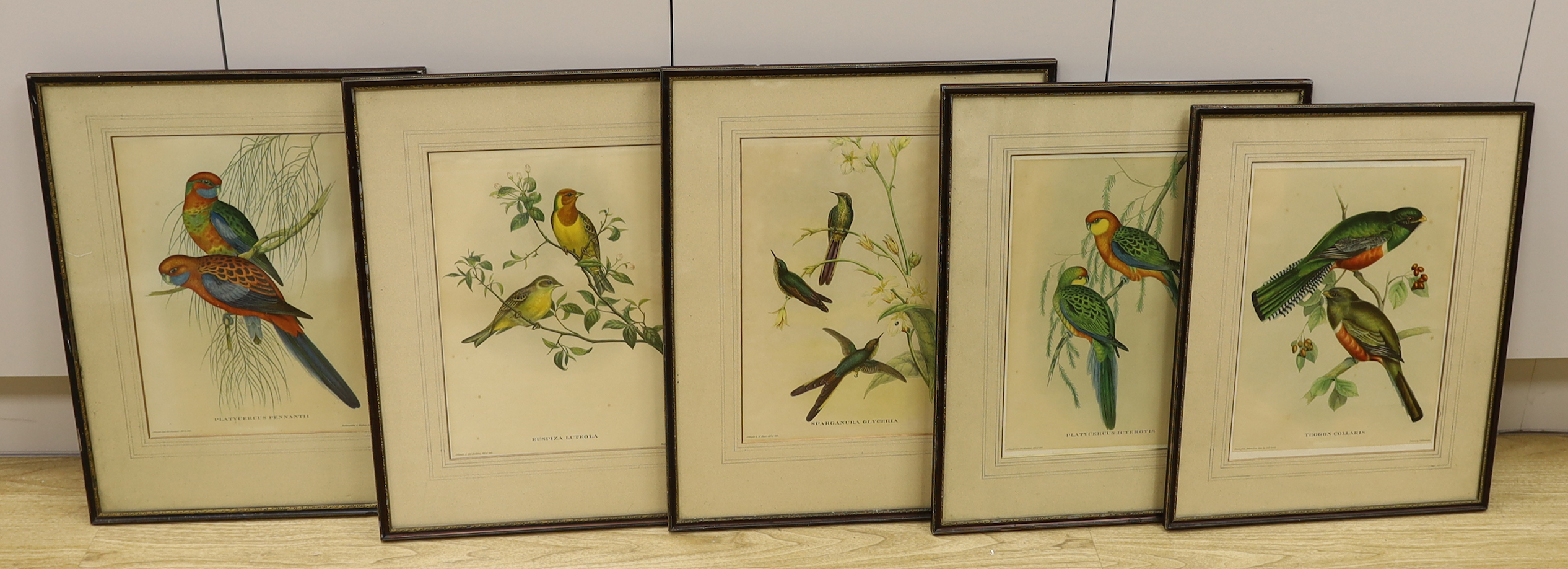 After J Gould (1804-1881) and H. C. Richter (1821-1902), set of five zoological colour lithographs, Birds including Trogon Collaris and Euspiza Luteola, each 37 x 27cm